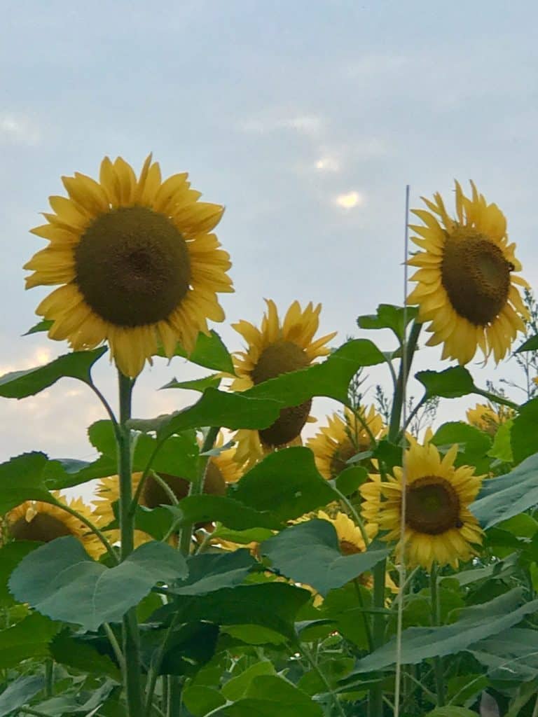 Sunflower Fields Forever