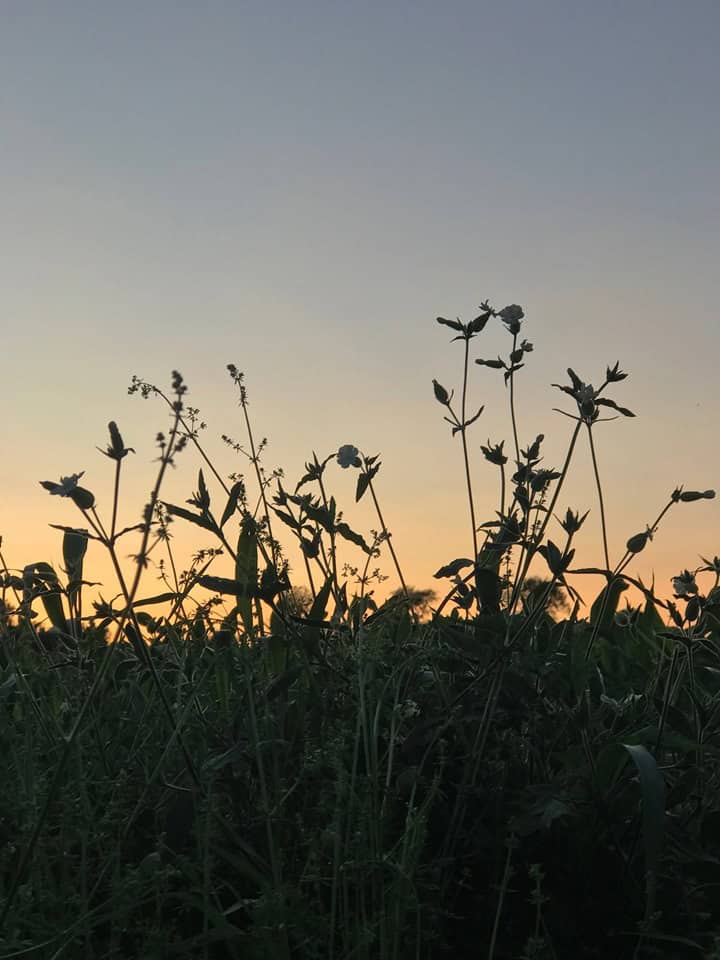 grass at sunset