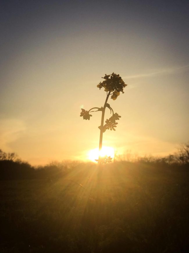 silhouette of a wildflower backlit against a sunset