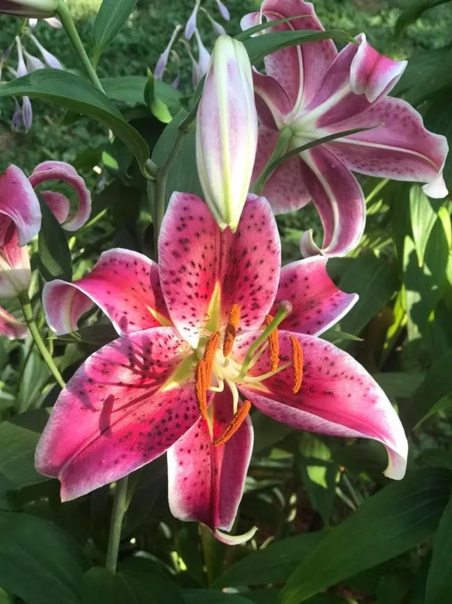 pink lilies in bloom outside