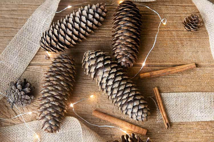 Festive diy scented pinecones on wood with cinnamon brighten up the colder months