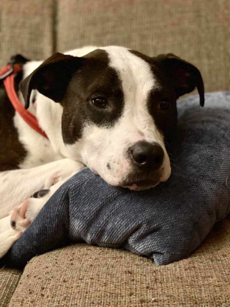 black and white dog on couch