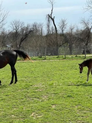 A mother horse and baby horse in a field
